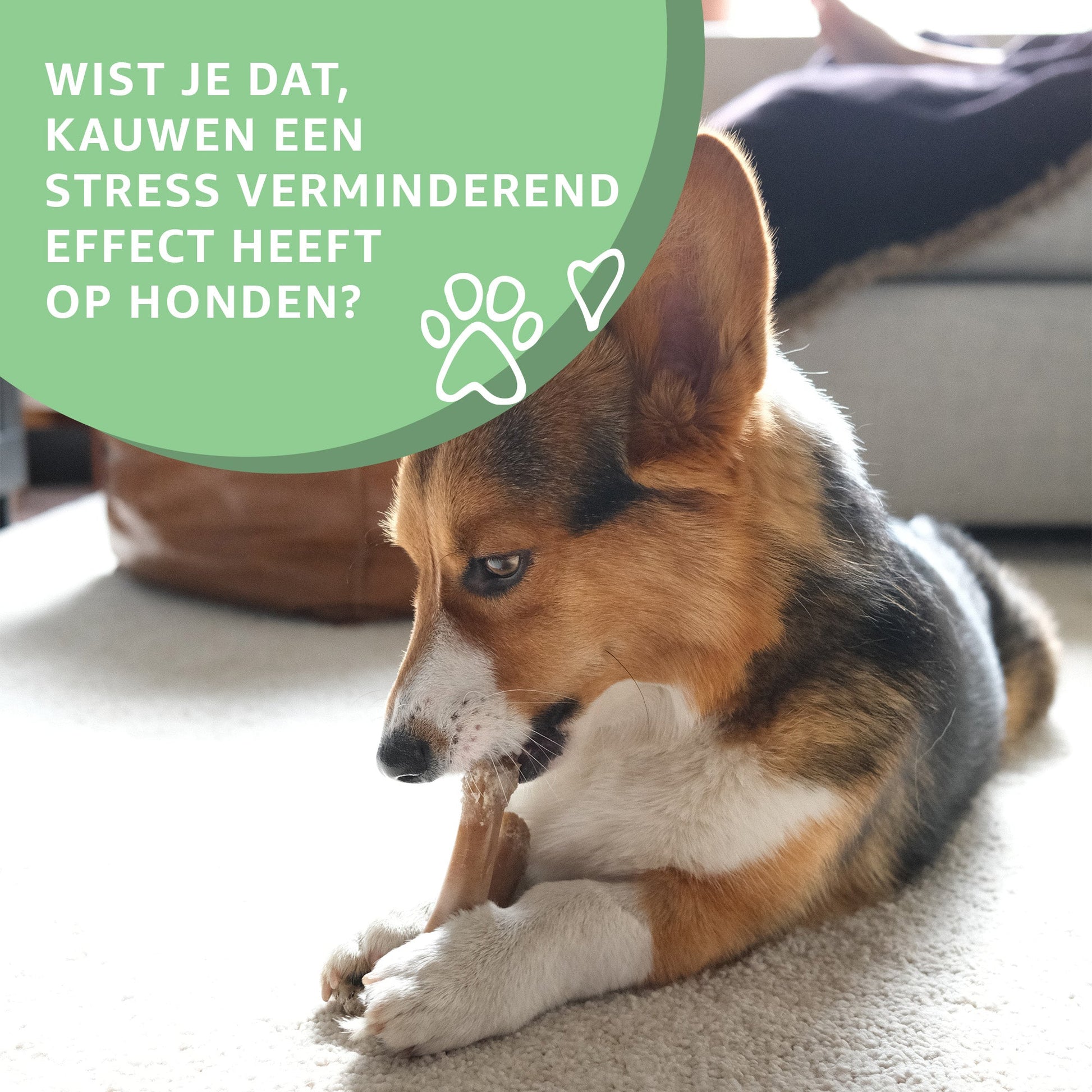 Konijnenoren zonder haar-2